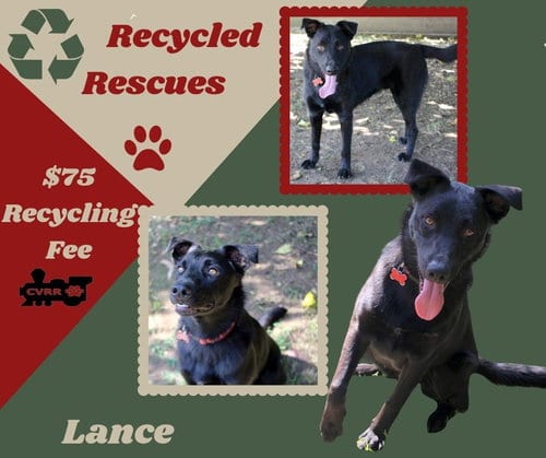 Photo of Lance (Recycle), adoptable Border Collie in Lindsay, California