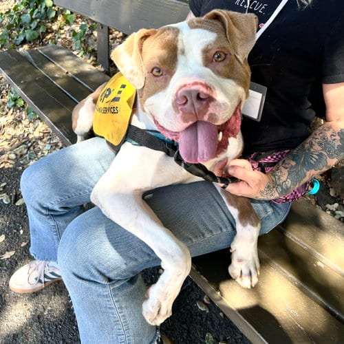 Photo of Belden, adoptable Pit Bull Terrier in Oakland, California