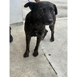 Photo of Ramon, adoptable German Shepherd Dog in Doral, Florida
