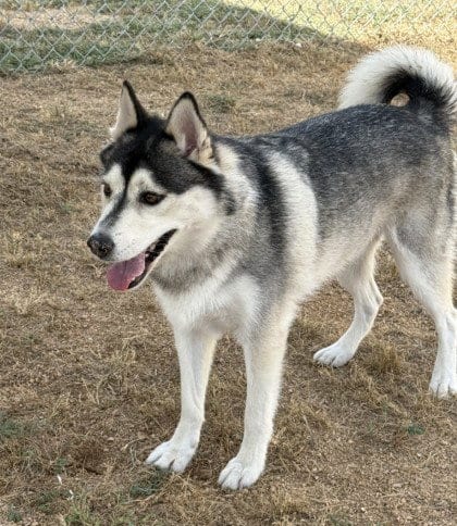Photo of Steele, adoptable Siberian Husky in Killeen, Texas