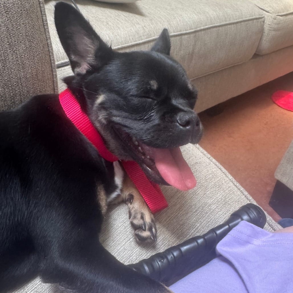 Photo of Leti, adoptable Chihuahua / Pug in Oceanside, California