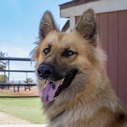 Photo of Garrett JuM, adoptable German Shepherd Dog in Hartford, Connecticut