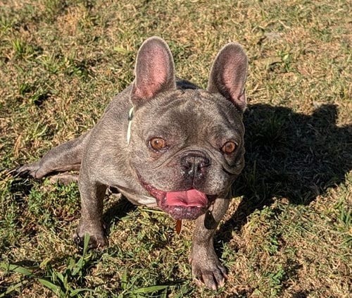 Photo of Pac Man, adoptable French Bulldog in Plano, Texas