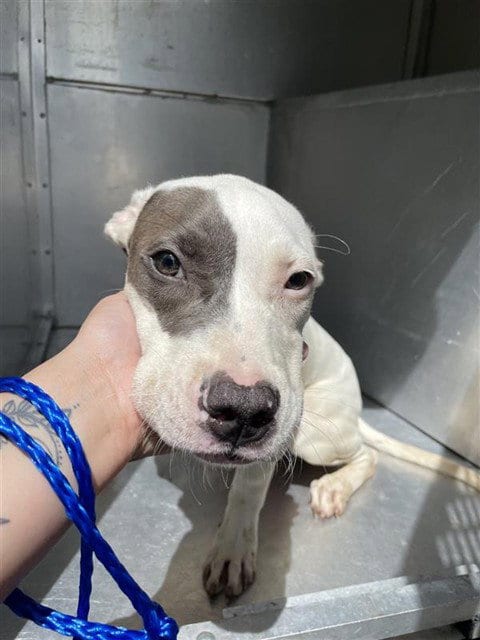 Photo of Phoenix, adoptable American Staffordshire Terrier in Waco, Texas
