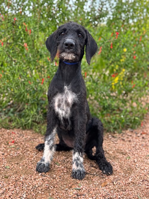 Photo of Ruby, adoptable Labrador Retriever in PIPE CREEK, Texas