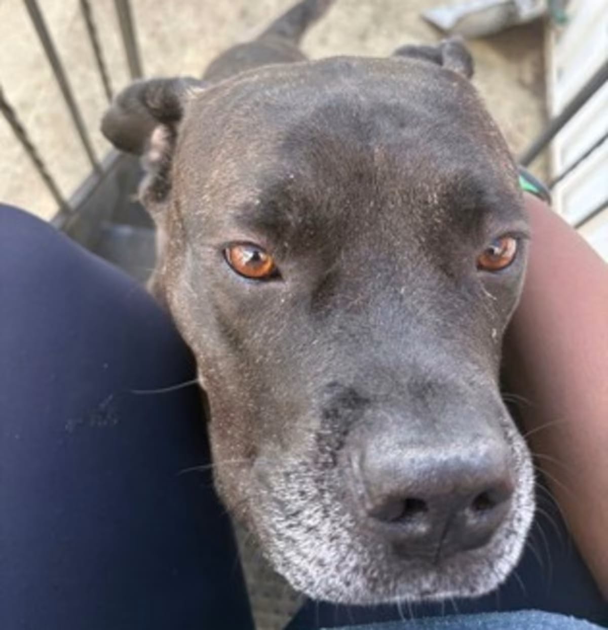 Photo of Onyx, adoptable Mastiff in Washington, District of Columbia