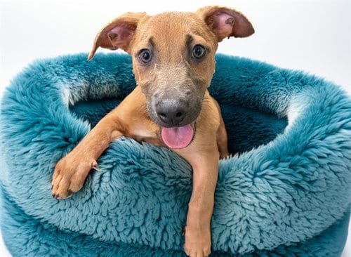 Photo of Teddy, adoptable German Shepherd Dog in Ft Lauderdale, Florida