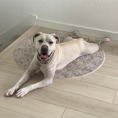 Photo of Giselle, adoptable Pit Bull Terrier in Alameda, California