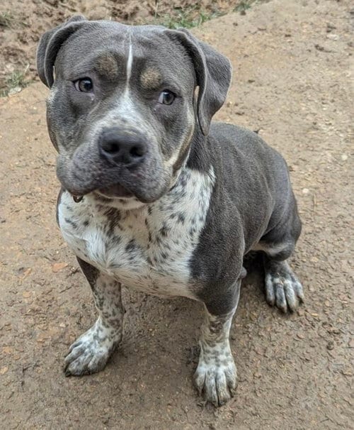 Photo of Shelly, adoptable American Pit Bull Terrier in Munford, Tennessee