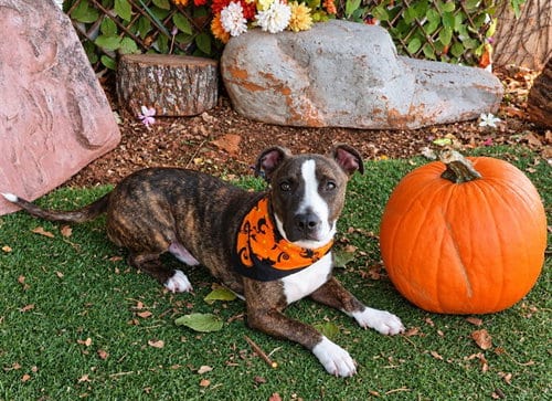 Photo of Frank, adoptable Terrier in Oklahoma City, Oklahoma