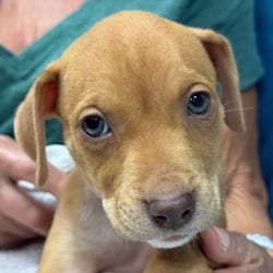 Photo of Red, adoptable American Pit Bull Terrier Hound (Unknown Type) in Indiantown, Florida