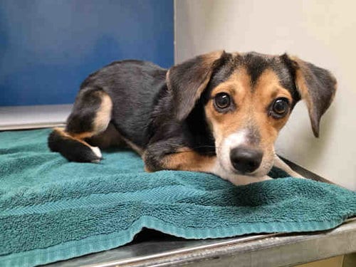 Photo of Alfie, adoptable Beagle in Bonita, California