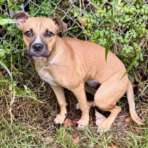 Photo of Millie, adoptable Staffordshire Bull Terrier in Houston, Texas