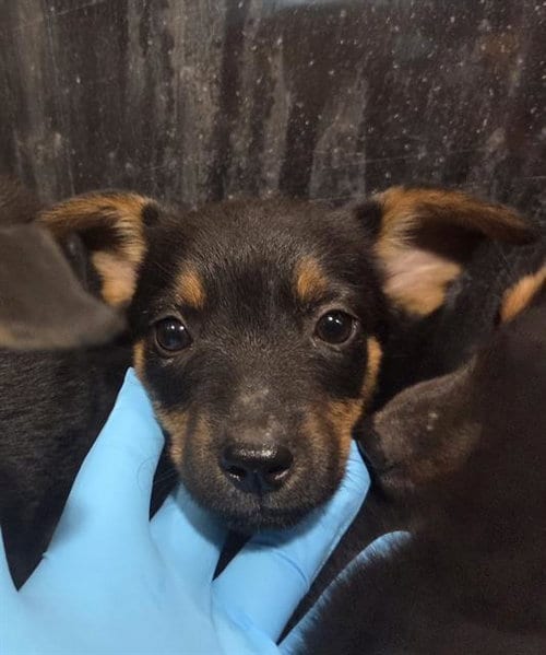 Photo of Dani, adoptable German Shepherd Dog in San Antonio, Texas