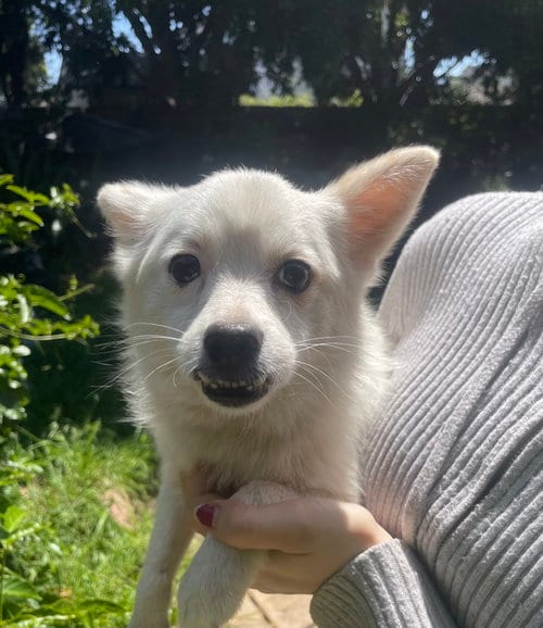 Photo of Daisy, adoptable Chihuahua in San Diego, California
