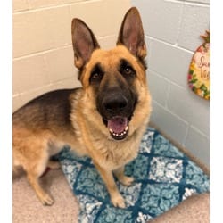 Photo of Big Canelo, adoptable German Shepherd Dog in Brighton, Colorado