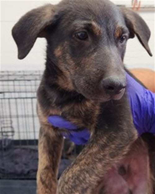 Photo of Prince Eric, adoptable Belgian Shepherd Malinois in San Bernardino, California