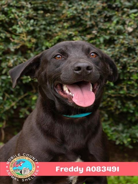 Photo of Freddy, adoptable Black Mouth Cur in Mobile, Alabama