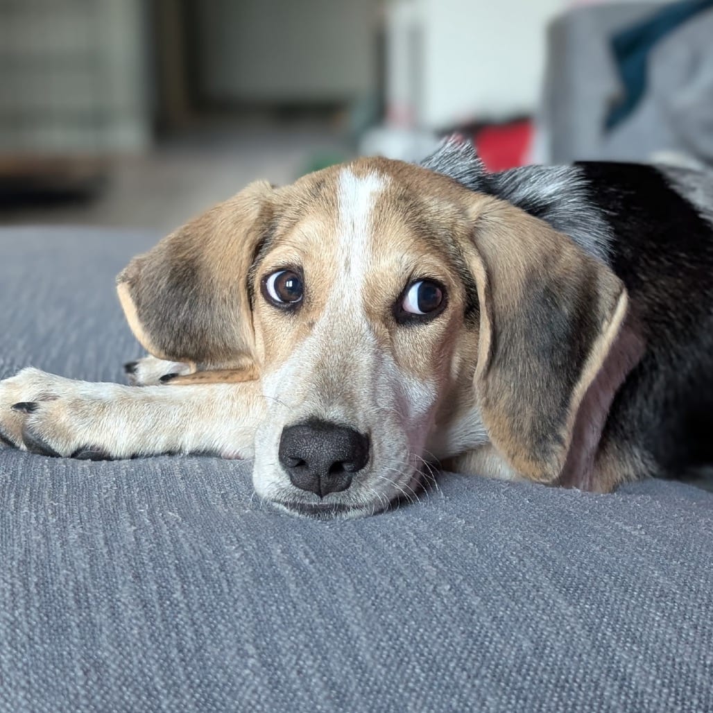 Photo of Banjo, adoptable Beagle in Maryland, Maryland