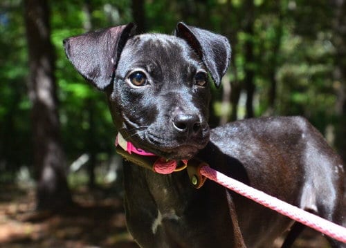 Photo of Ebony, adoptable Pit Bull Terrier in Willingboro, New Jersey