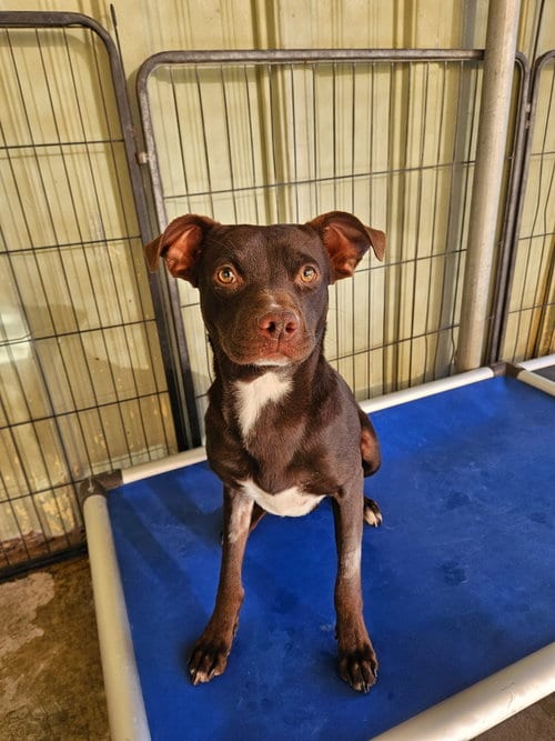 Photo of Bailey, adoptable Labrador Retriever in El Centro, California
