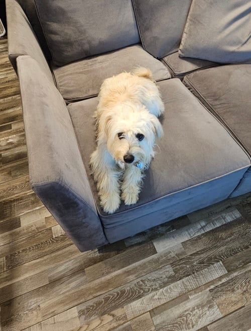 Photo of Coco - A Little Shy, A Lot of Sweet, adoptable Shih Tzu in Oakhurst, New Jersey
