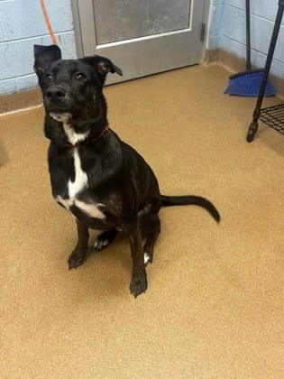 Photo of Xun, adoptable dog in Chamblee, Georgia