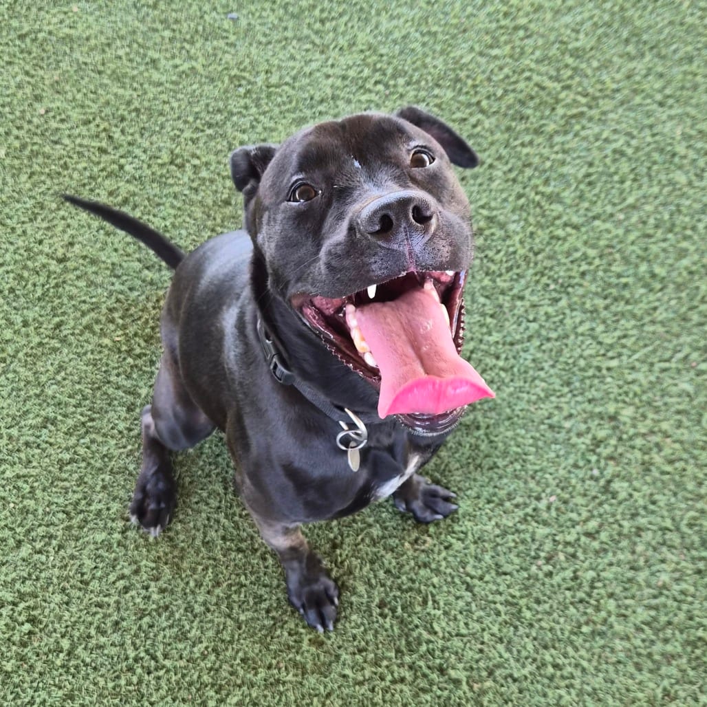 Photo of Leia, adoptable Terrier, Pit Bull / Retriever, Labrador in Riverside, California