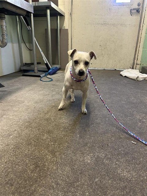 Photo of A743261, adoptable Chihuahua in Sacramento, California