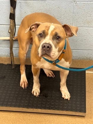 Photo of Edmonton, adoptable dog in Chamblee, Georgia