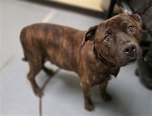 Photo of Smokey, adoptable Mastiff in Denver, Colorado