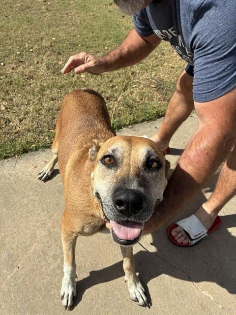 Photo of Senior German Shepherd Dog mix, adoptable German Shepherd Dog mix in Oklahoma City, Oklahoma