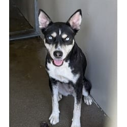 Photo of Lily, adoptable German Shepherd Dog Husky in San Bernardino, California