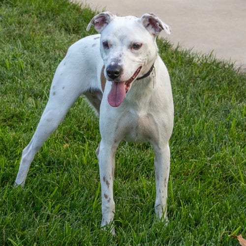 Photo of Bingo, adoptable Beagle in Maryland, Missouri