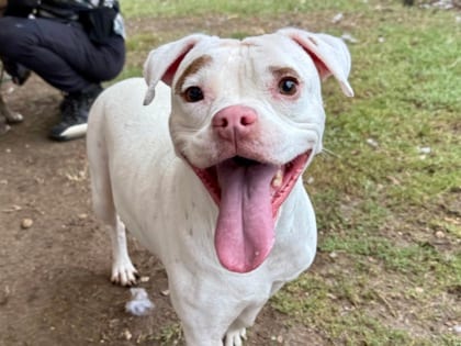 Photo of Trix, adoptable dog in Georgetown, Texas