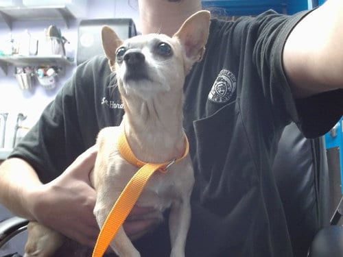 Photo of Cheese, adoptable Chihuahua in Albuquerque, New Mexico