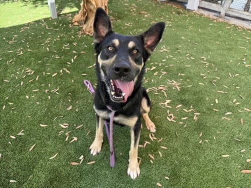 Photo of Doliver, adoptable German Shepherd Dog in Los Angeles, California