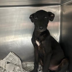 Photo of Blender, adoptable Shepherd (Unknown Type) Mixed Breed (Medium) in Lakeland, Florida