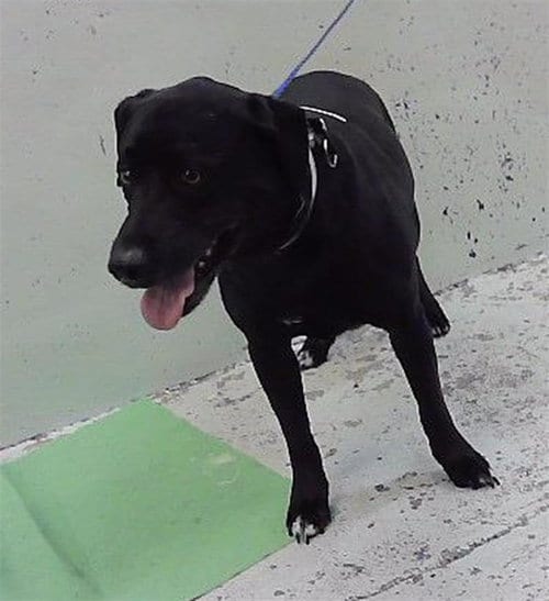 Photo of Brent, adoptable German Shepherd Dog in Houston, Texas