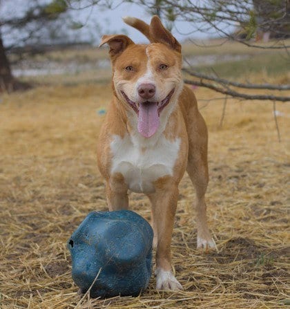 Photo of Utah, adoptable Cattle Dog in Evansville, Indiana