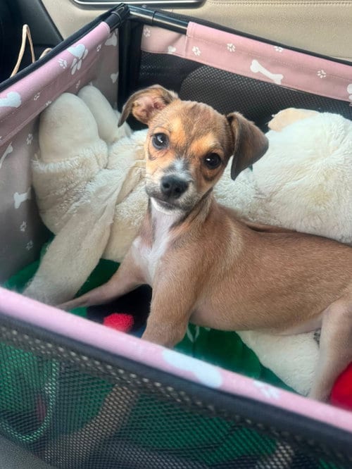 Photo of Daisy, adoptable Chihuahua in Sunnyvale, California