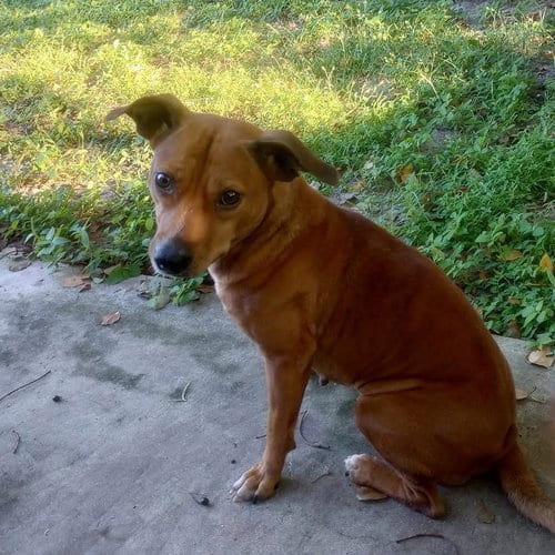 Photo of Ellie Mae, adoptable Hound in Osteen, Florida
