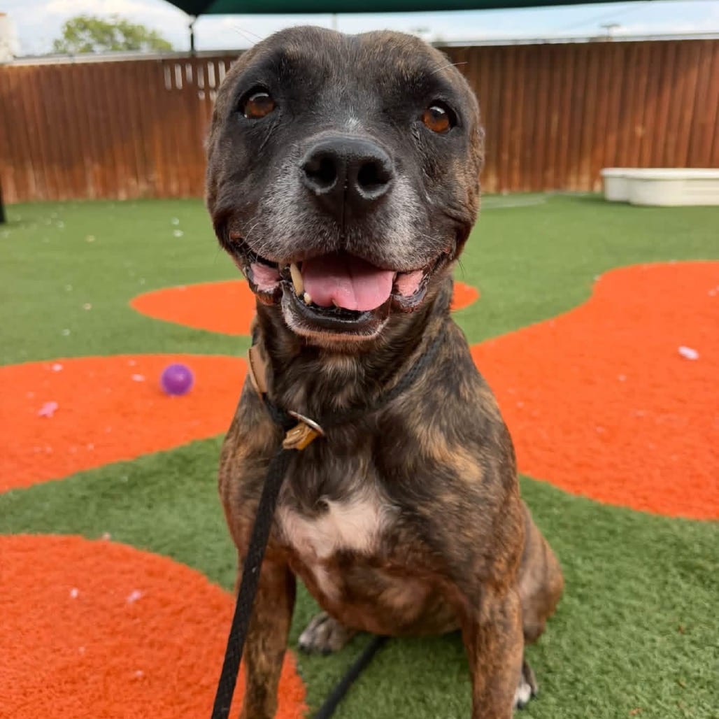 Photo of Bunny Wailer, adoptable Mixed Breed (Medium) in St. Louis, Missouri