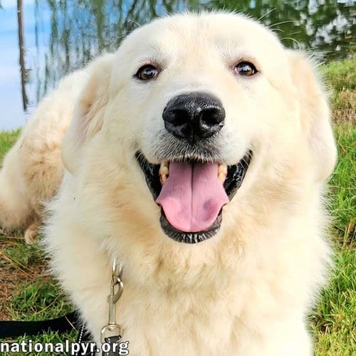 Photo of Bear in KY - Loves To Play With Other Dogs, adoptable Great Pyrenees in Beacon, New York