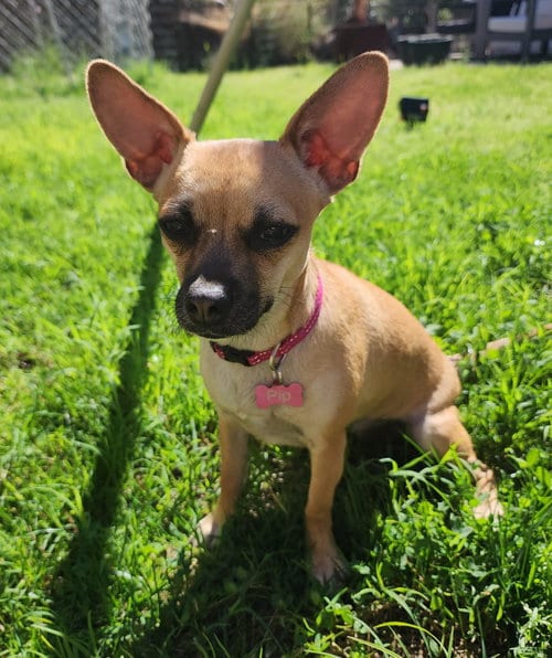 Photo of Pip #2, adoptable Chihuahua in Chandler, Arizona