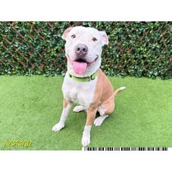 Photo of Biscuit, adoptable Mixed Breed (Medium) in West Palm Beach, Florida