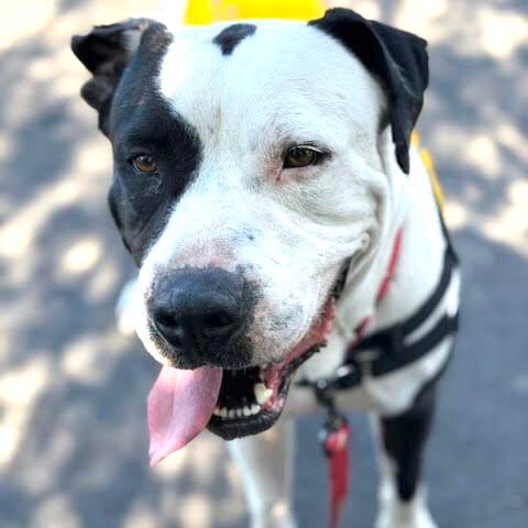 Photo of Damon, adoptable American Pit Bull Terrier in Oakland, California