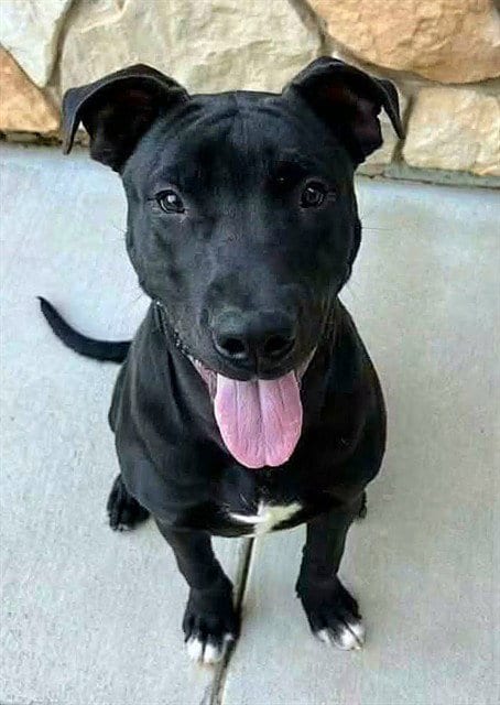 Photo of Riddler, adoptable Pit Bull Terrier in Sacramento, California