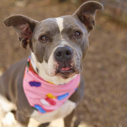 Photo of Olive, adoptable American Staffordshire Terrier in San Antonio, Texas