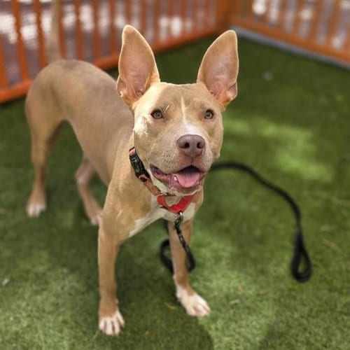 Photo of Zeus, adoptable Pit Bull Terrier in Las Vegas, Nevada